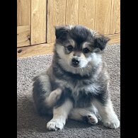 Pomsky - Bitches