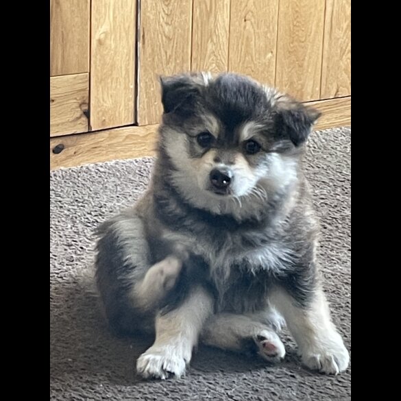 Pomsky - Bitches
