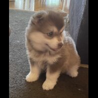 Pomsky - Bitches