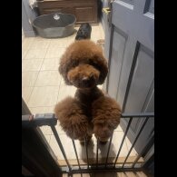 Miniature Poodle - Both