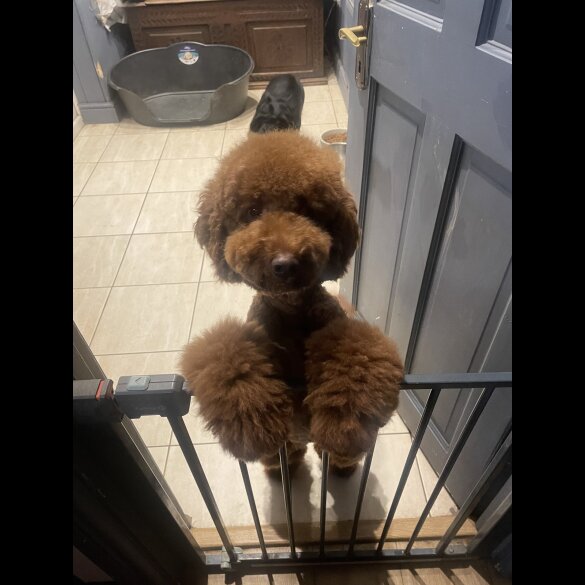 Miniature Poodle - Both