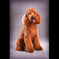 Miniature Poodle - Both