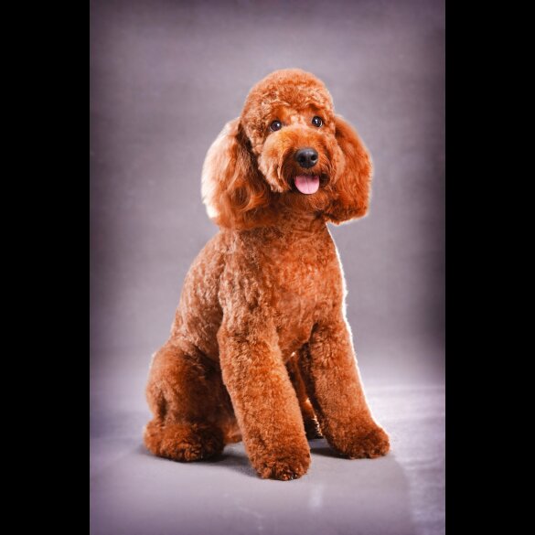 Miniature Poodle - Both
