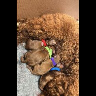 Miniature Poodle - Both