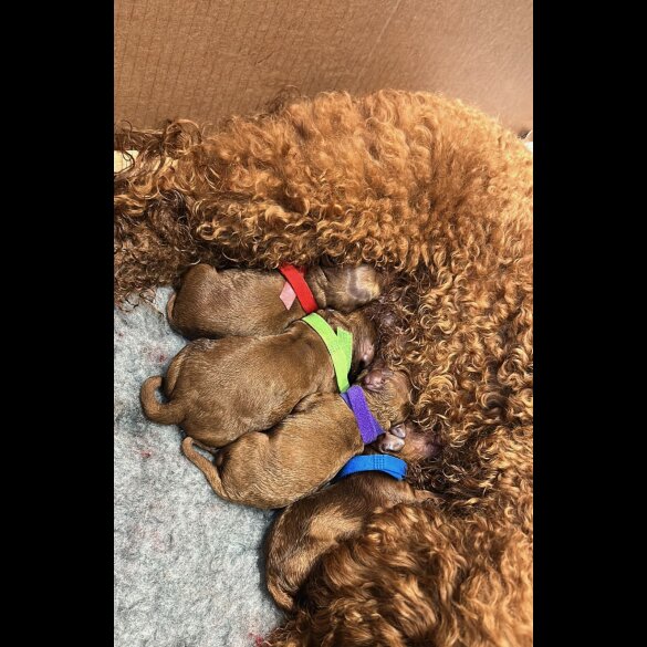 Miniature Poodle - Both