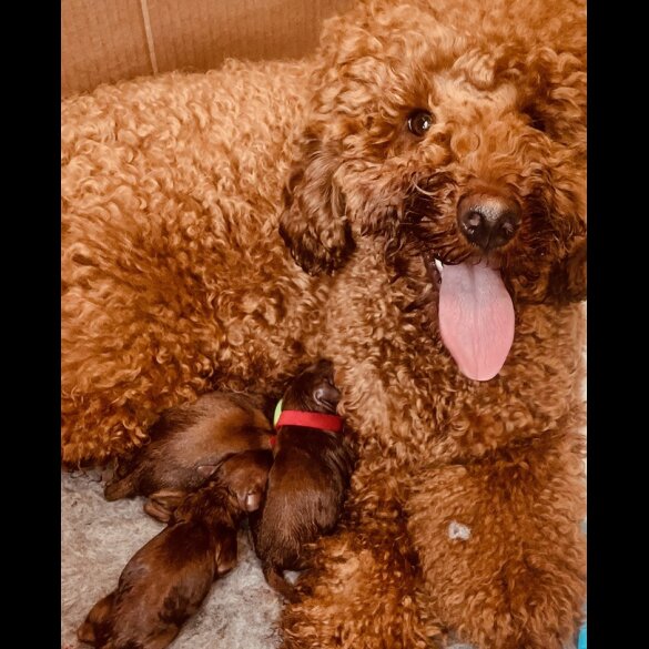 Miniature Poodle - Both