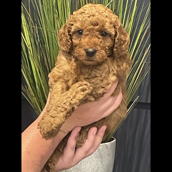 Miniature Poodle - Both