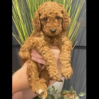 Miniature Poodle - Both