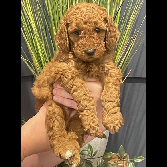 Miniature Poodle - Both