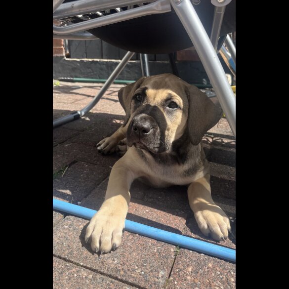 Presa Canario - Both