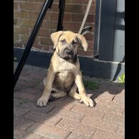 Presa Canario - Both