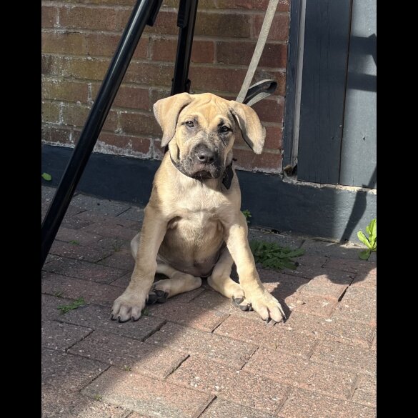 Presa Canario - Both