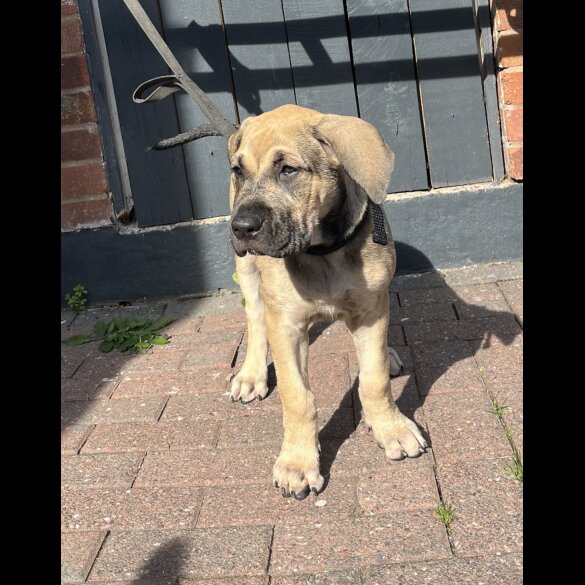 Presa Canario - Both