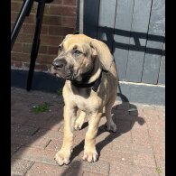 Presa Canario - Both