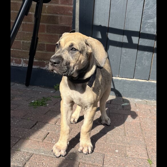 Presa Canario - Both