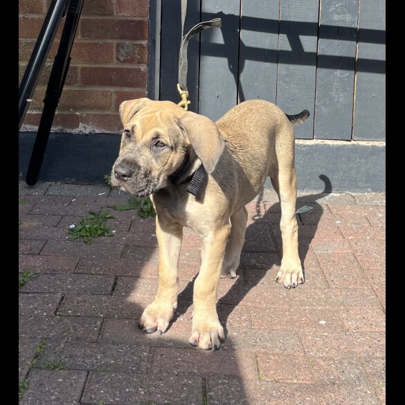 Presa Canario - Both