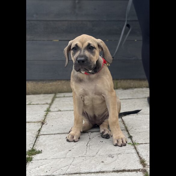 Presa Canario - Both