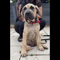 Presa Canario - Both