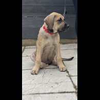Presa Canario - Both