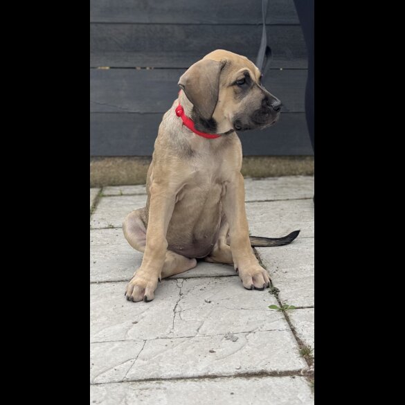 Presa Canario - Both