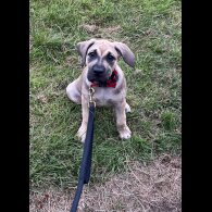 Presa Canario - Both