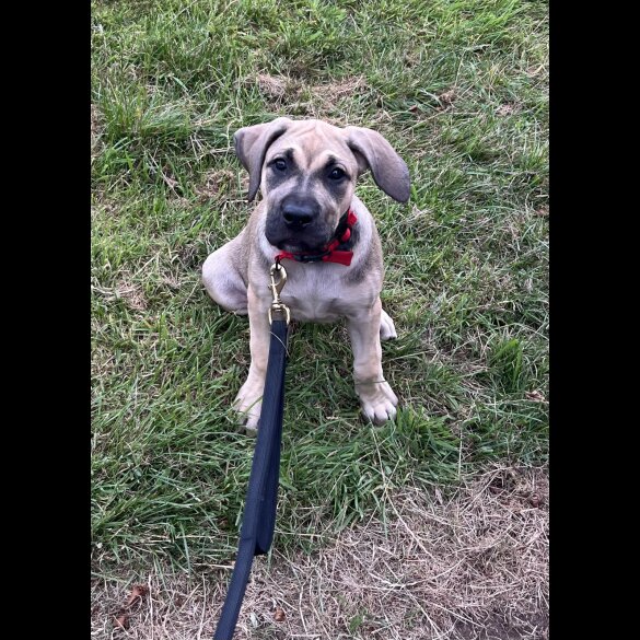 Presa Canario - Both
