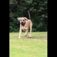 Presa Canario - Both