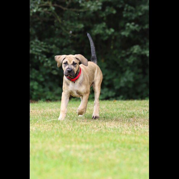 Presa Canario - Both