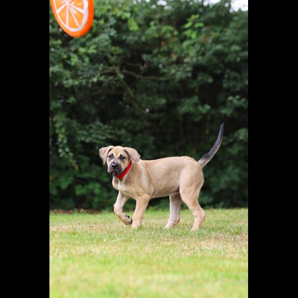 Presa Canario - Both