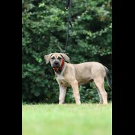 Presa Canario - Both