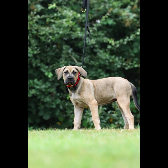 Presa Canario - Both