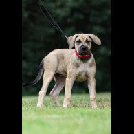 Presa Canario - Both