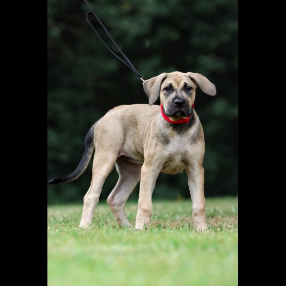 Presa Canario - Both