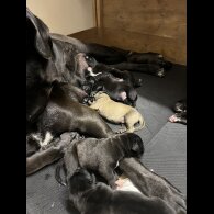 Presa Canario - Both