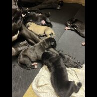 Presa Canario - Both