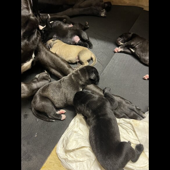 Presa Canario - Both