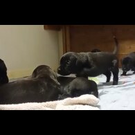 Presa Canario - Both