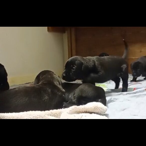 Presa Canario - Both