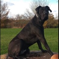 Presa Canario - Both