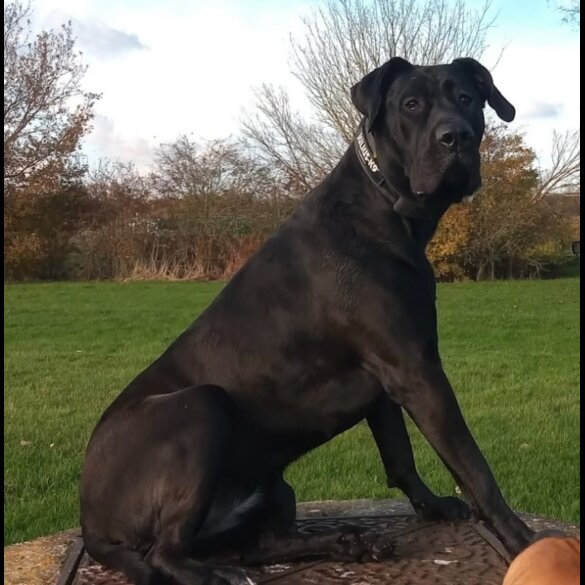 Presa Canario - Both