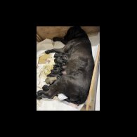 Presa Canario - Both