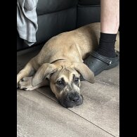 Presa Canario - Both