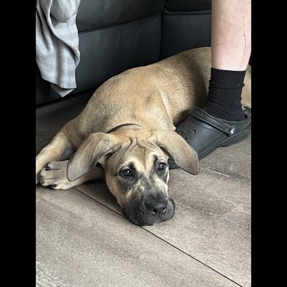 Presa Canario - Both