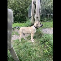 Presa Canario - Both