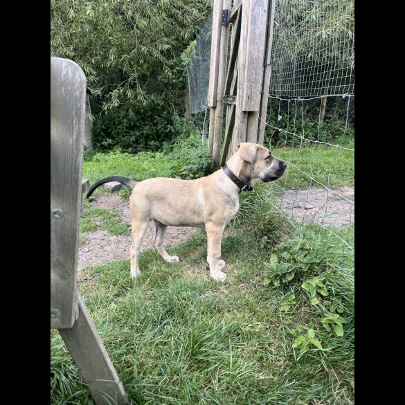 Presa Canario - Both