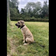 Presa Canario - Both