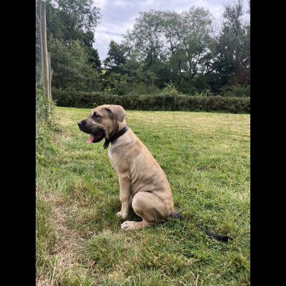 Presa Canario - Both