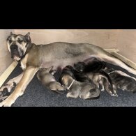 Presa Canario - Both