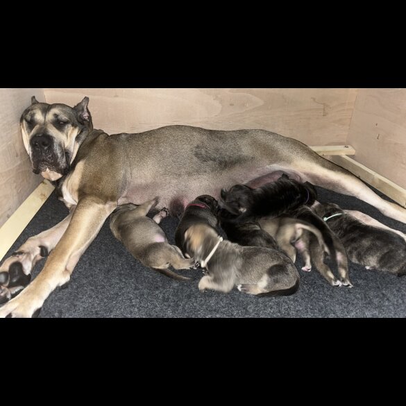 Presa Canario - Both
