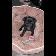 Pug - Dogs